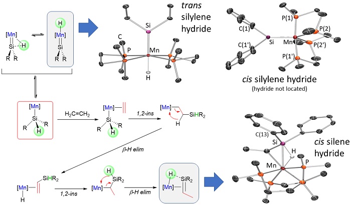 Mn silylene and silene